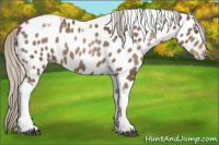 Horse Color:Gray Silver Black Pearl Tobiano Frame Appaloosa