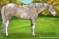 Horse Color:Gray Silver Grullo Pearl Tobiano