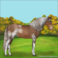 Horse Color:Gray White Spotted Silver Black Pearl Tobiano 