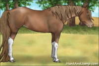 Horse Color:Gray Liver Chestnut Pearl Tobiano 