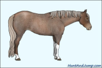 Horse Color:Gray Silver Blue Roan Pearl Tobiano 