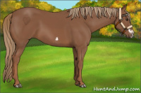 Horse Color:Chestnut Splash Frame