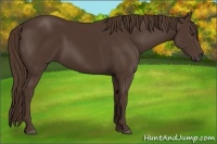 Horse Color:Liver Chestnut Frame