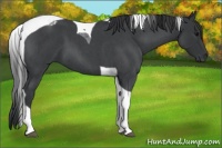 Horse Color:Blue Roan Tobiano