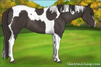 Horse Color:Smoky Black Tobiano 