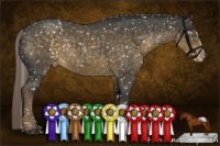 Horse Color:Chocolate Palomino Roan Sabino Appaloosa Rabicano 