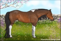 Horse Color:Buckskin Tobiano 