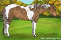Horse Color:Chocolate Palomino Tobiano 