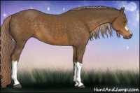 Horse Color:Chocolate Palomino 