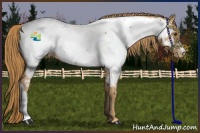 Horse Color:Chestnut Appaloosa