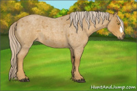 Horse Color:Palomino Roan 