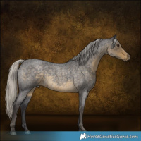 Horse Color:Silver Smoky Blue Roan 