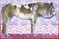 Horse Color:White Spotted Chocolate Palomino Tobiano