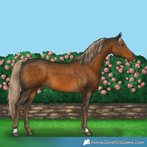 Horse Color:Chocolate Palomino 