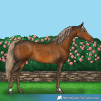Horse Color:Chocolate Palomino 