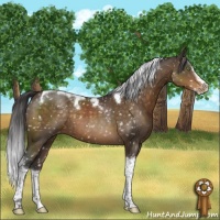 Horse Color:Buckskin Splash Tobiano Appaloosa 