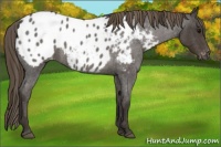 Horse Color:Smoky Blue Roan Appaloosa