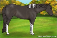 Horse Color:Smoky Black Tobiano 