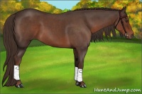 Horse Color:Liver Red Roan 