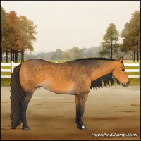 Horse Color:Buckskin 