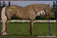 Horse Color:Chocolate Palomino 