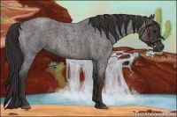 Horse Color:Smoky Blue Roan 