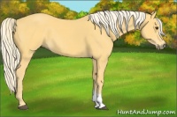 Horse Color:Palomino 