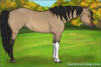 Horse Color:Gray Bay Dun 