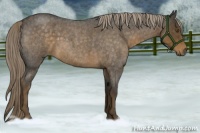 Horse Color:Chocolate Palomino Roan 