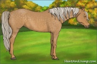 Horse Color:Palomino Roan 