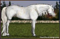 Horse Color:Palomino Appaloosa  and Gray Palomino Appaloosa 