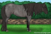 Horse Color:Smoky Blue Roan 