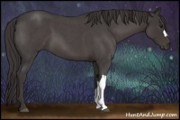 Horse Color:Smoky Blue Roan