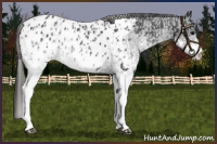 Horse Color:White Spotted Blue Roan Appaloosa Rabicano  and White Spotted Blue Roan Appaloosa Rabicano 