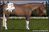 Horse Color:Gray Silver Black Pearl Tobiano Appaloosa