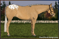 Horse Color:Palomino Roan Appaloosa