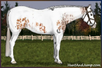 Horse Color:Bay Splash Tobiano Appaloosa  and Bay Splash Tobiano Appaloosa 