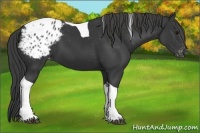 Horse Color:Black Tobiano Appaloosa 
