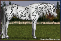 Horse Color:Gray Black Splash Tobiano Appaloosa 