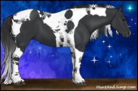 Horse Color:Black Tobiano 