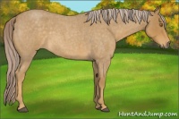 Horse Color:Palomino Roan 