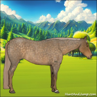 Horse Color:Chocolate Palomino Roan 