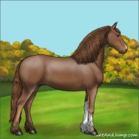 Horse Color:Unknown 