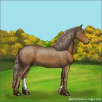 Horse Color:Chocolate Palomino Roan 