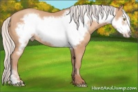Horse Color:Silver Amber Champagne Frame 