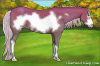 Horse Color:Silver Amber Champagne Frame 