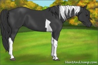 Horse Color:Black Tobiano 