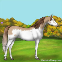 Horse Color:Red Dun Roan Splash Frame Rabicano 