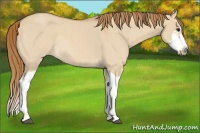 Horse Color:Red Dun Roan Splash Frame Rabicano