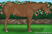 Horse Color:Gray Chestnut 
